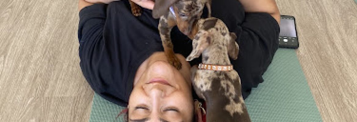 Puppy Yoga Bridgeport (Puppies Yoga)
