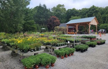 Acer Gardens