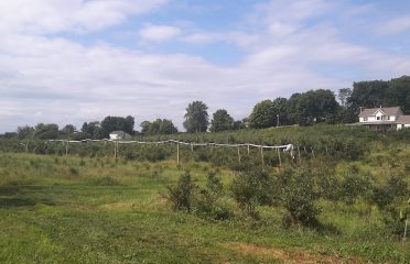 Dondero Orchards