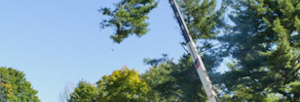 Bristol’s Tree & Lawn Services