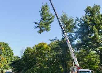 Bristol’s Tree & Lawn Services