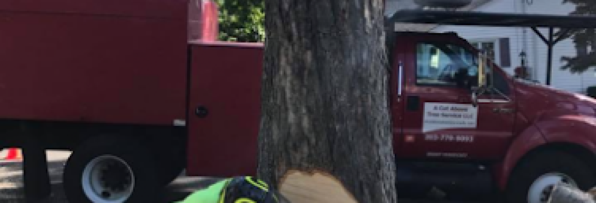 A Cut Above Tree Service LLC