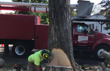 A Cut Above Tree Service LLC