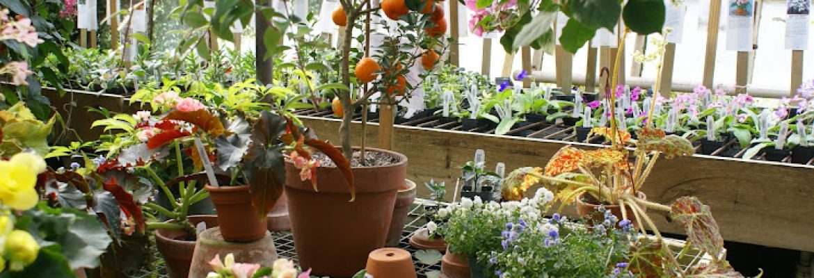 Logee’s Plants for Home & Garden