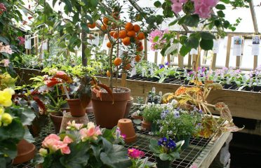 Logee’s Plants for Home & Garden