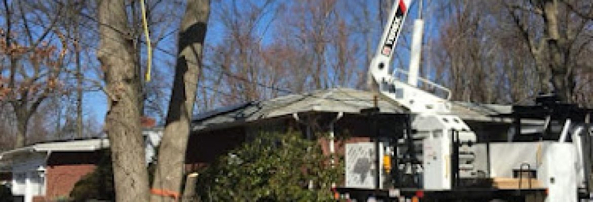 Madd Beaver Tree Experts & Stump Grinding Service