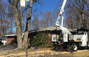 Madd Beaver Tree Experts & Stump Grinding Service