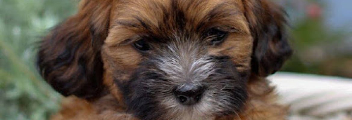 Shih Tzu Puppies
