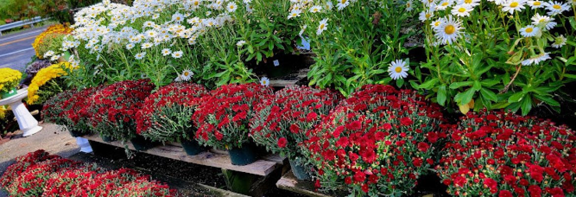 High Ridge Nursery