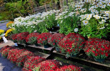High Ridge Nursery