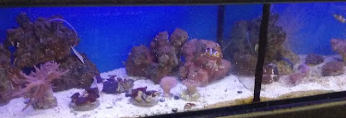Petco