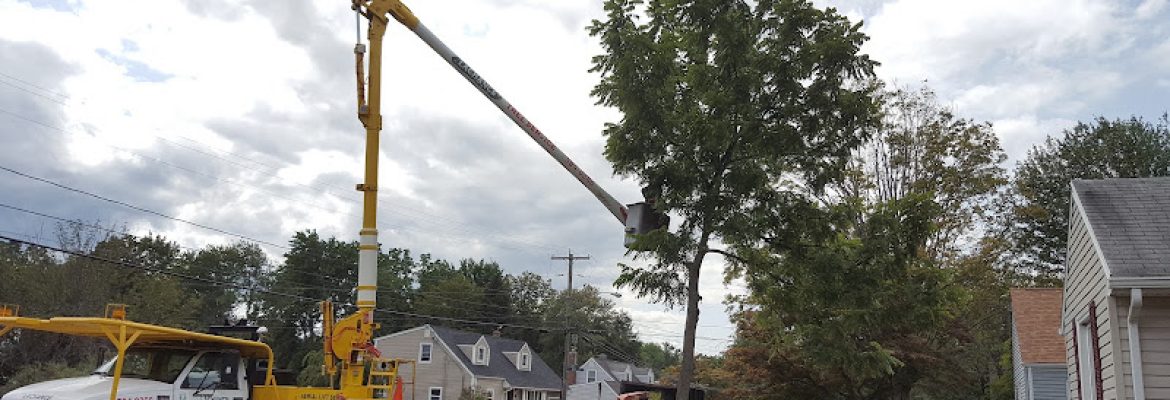 Lachance Tree Services