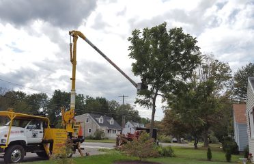 Lachance Tree Services