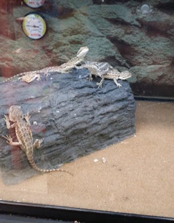 Petco