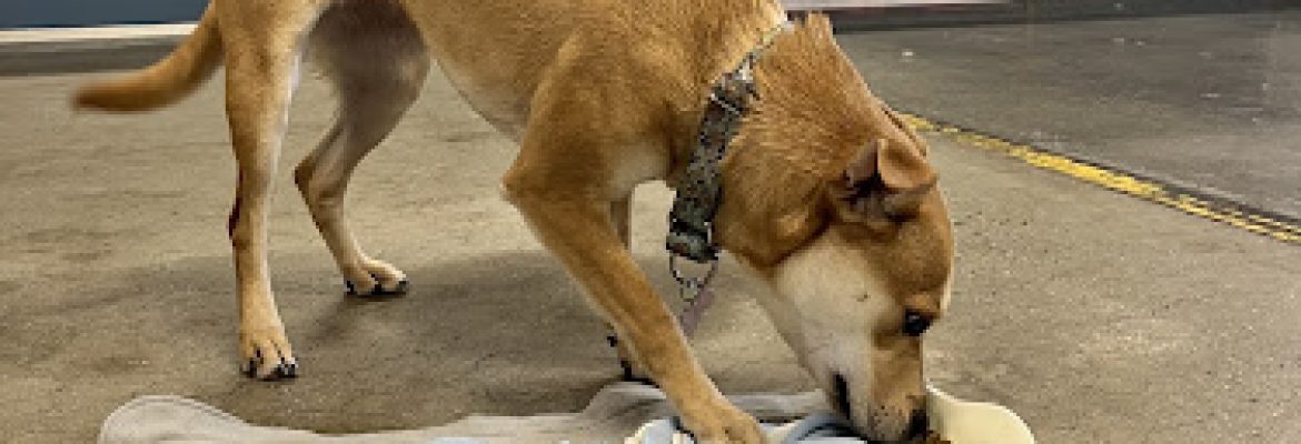 Camp Bow Wow Fairfield-Trumbull