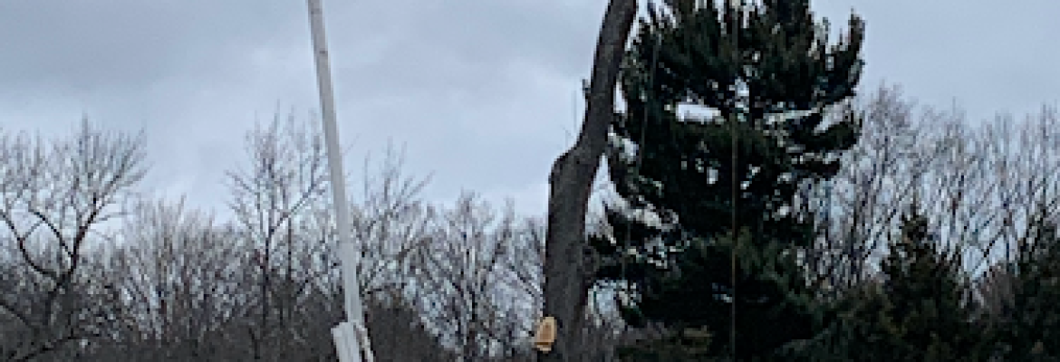 B&M Tree Service, LLC