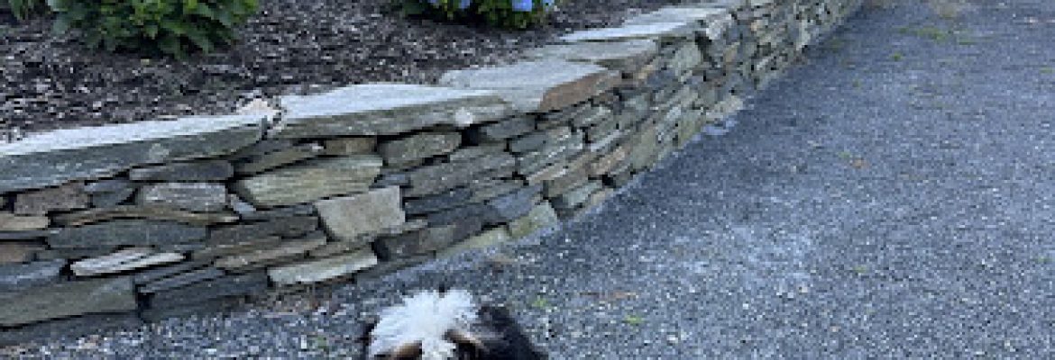 Laura’s Danes and Doodles