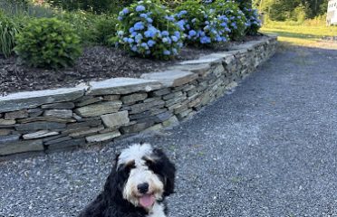 Laura’s Danes and Doodles