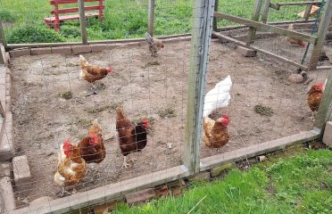 Phoenix Farm