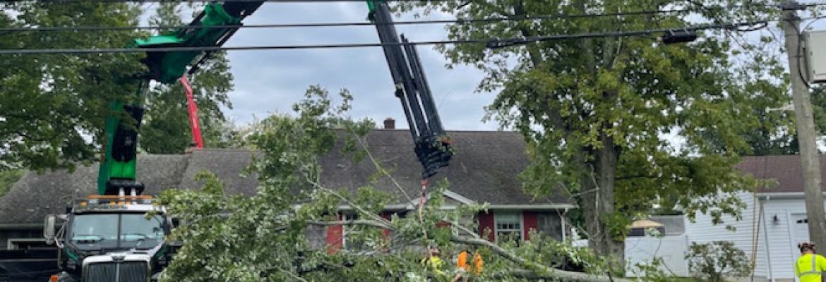 Arbor Green Tree Service