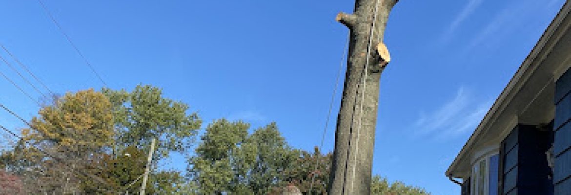 Salguero Lanscape and tree service