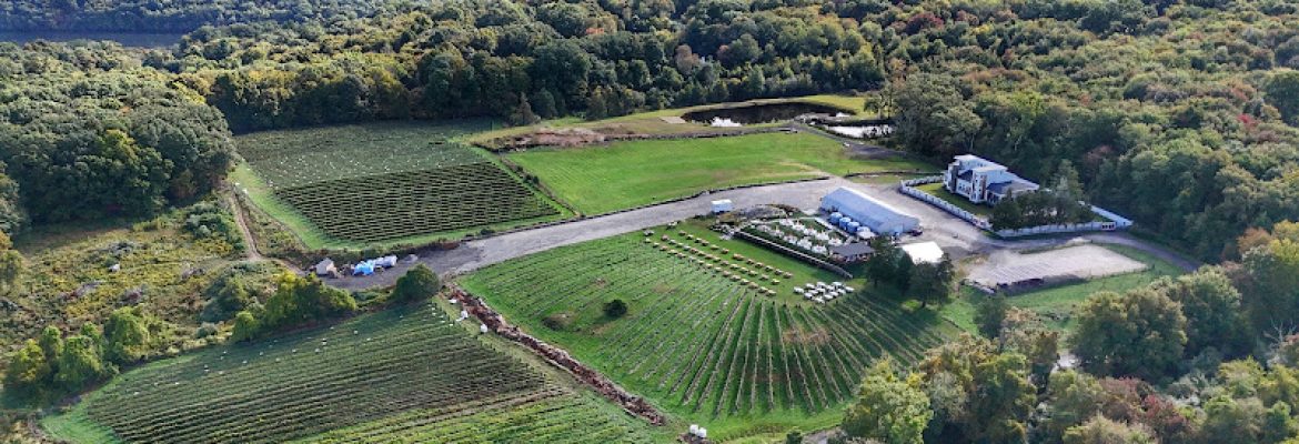 Aquila’s Nest Vineyards