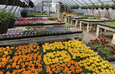 Wojtusik’s Nursery Garden Center & Christmas Shop