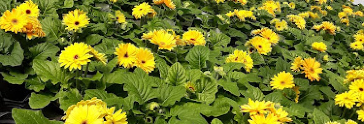 Kurt Weiss Greenhouses Inc