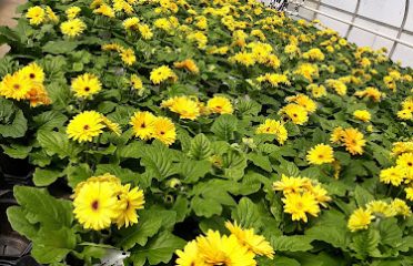 Kurt Weiss Greenhouses Inc
