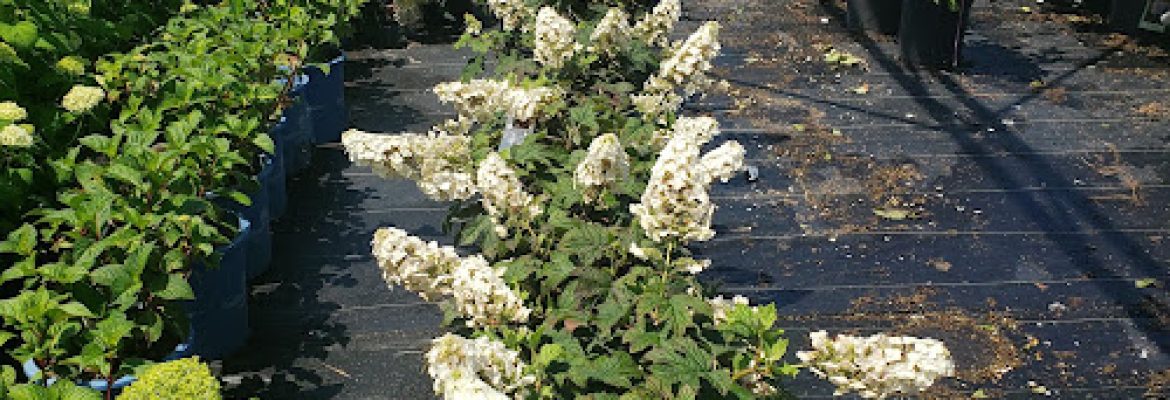 SiteOne Landscape Supply