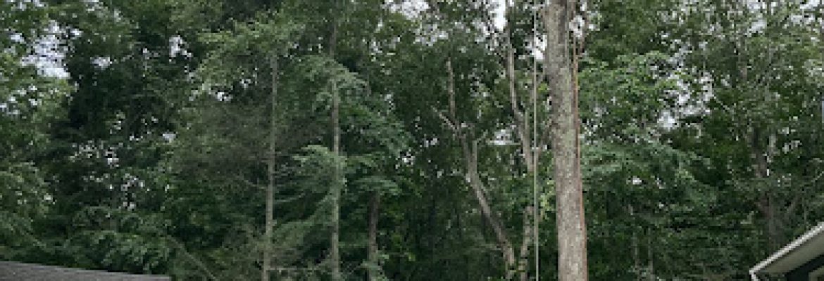 J. Witkowsky & Sons Tree Service LLC