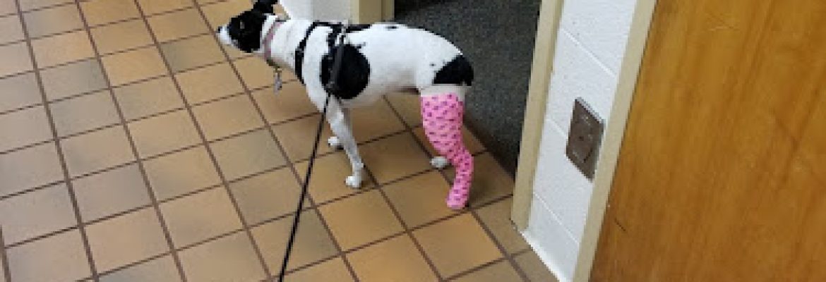 Norwalk Veterinary Hospital and The Boarding House