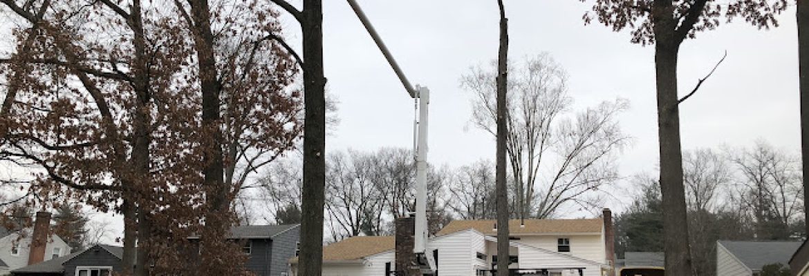 Total Tree Services & Landscaping