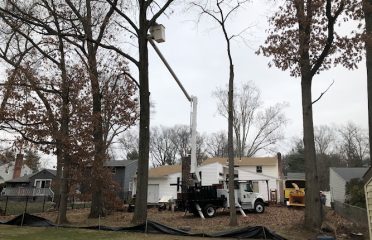Total Tree Services & Landscaping