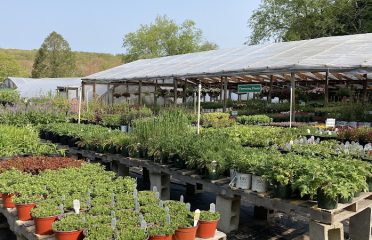 Baltic Greenhouse Nursery
