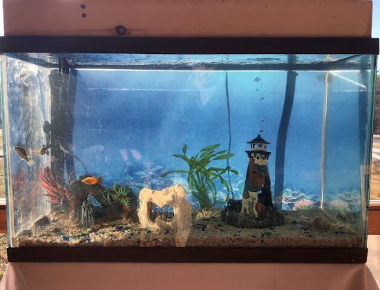 Petco