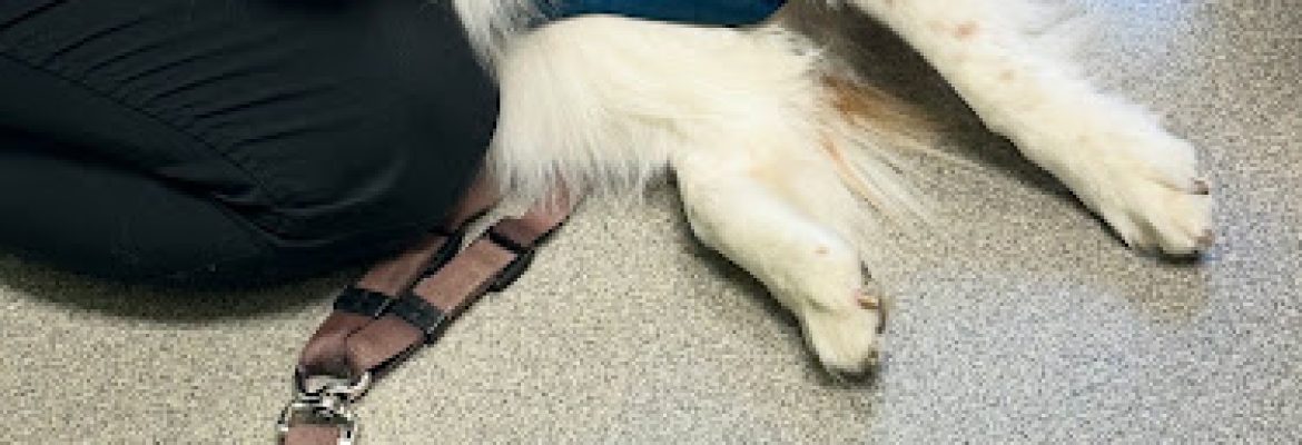 Four Paws Veterinary Services, PC