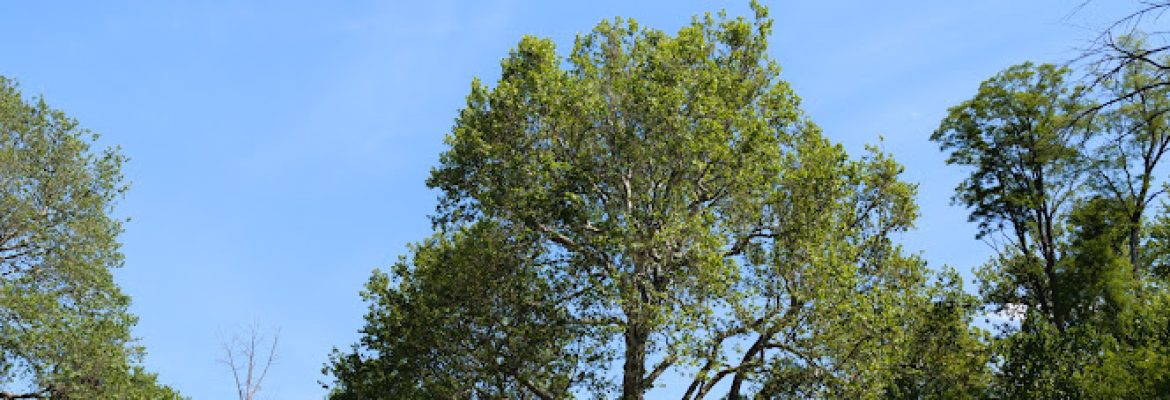 Pinchot Sycamore Tree Park