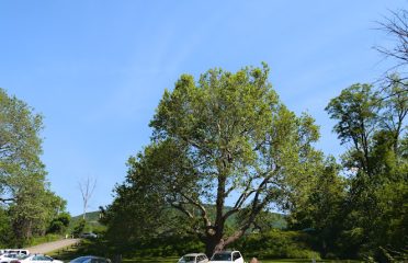 Pinchot Sycamore Tree Park