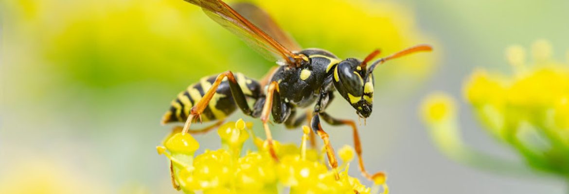 Western Pest Services – Pest Control, Norwalk, CT