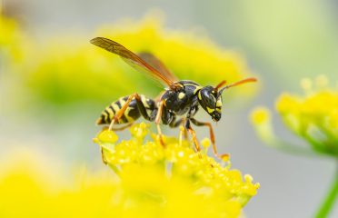 Western Pest Services – Pest Control, Norwalk, CT