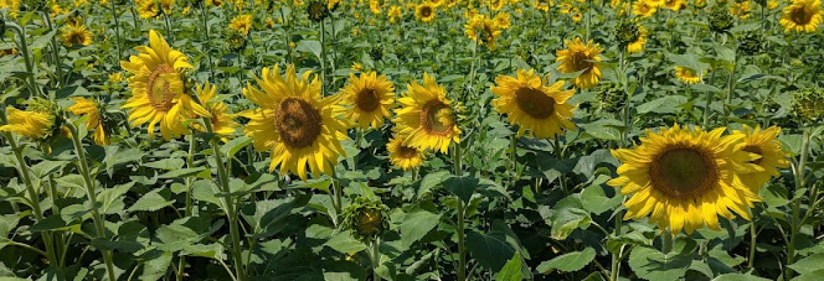 Buttonwood Sunflower Fields