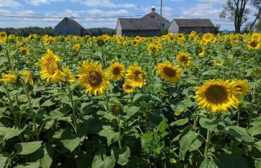 Buttonwood Sunflower Fields