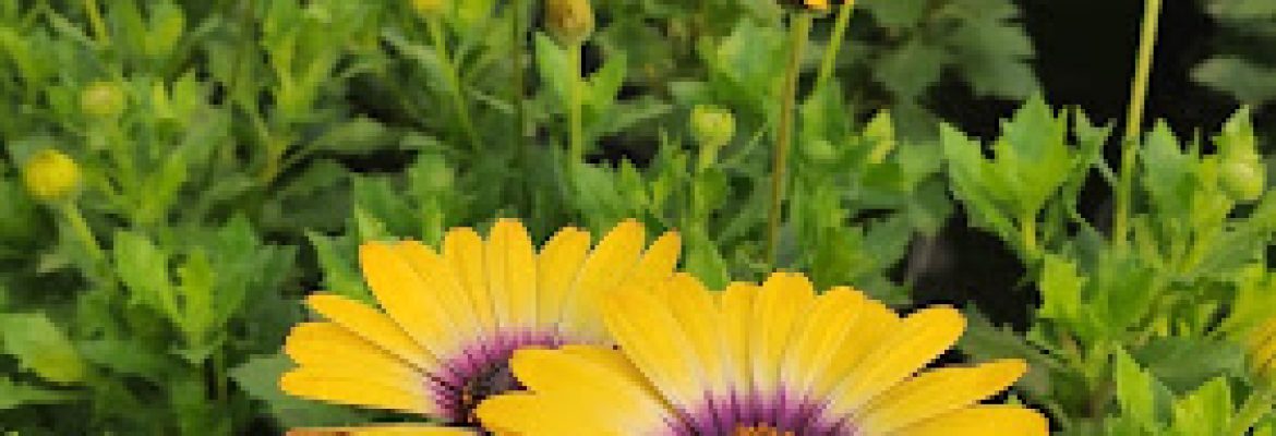Geremia Greenhouses