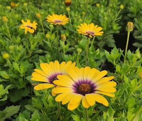 Geremia Greenhouses