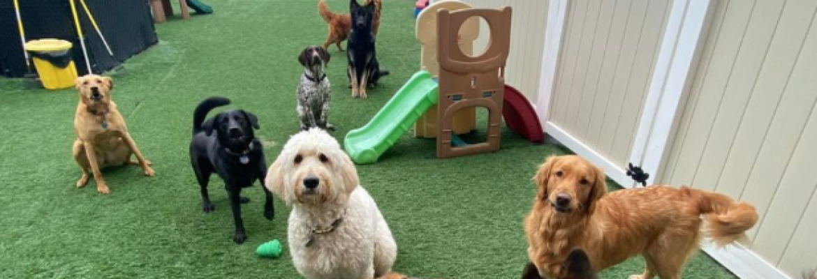 Pets a Go Go LLC
