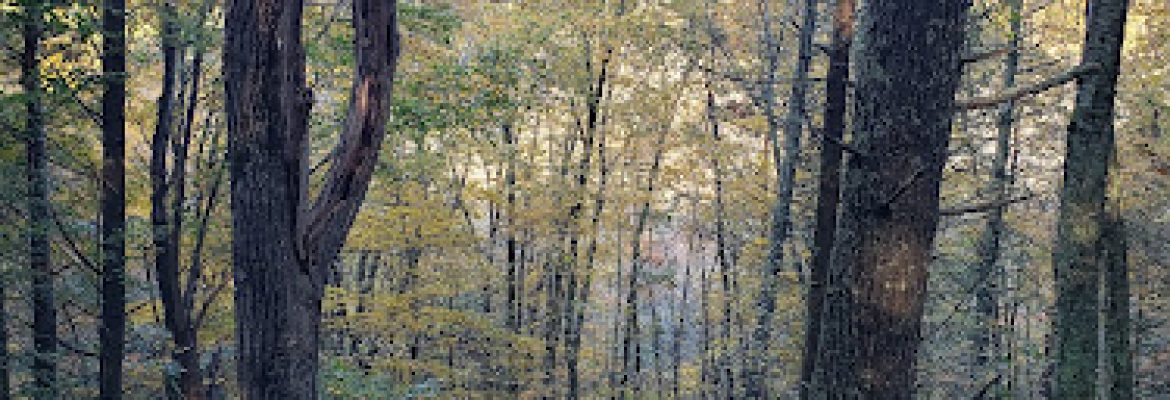 Connecticut Audubon Society: Morgan R. Chaney Sanctuary