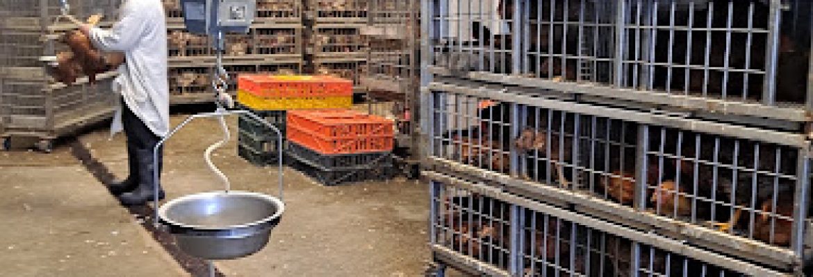 Bridgeport Live Poultry