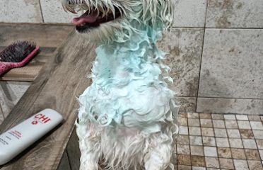 Natural Pet Outlet