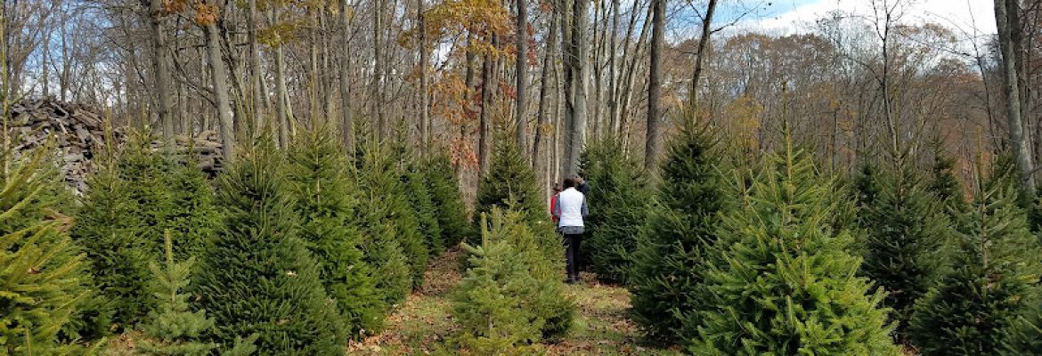 Sabia Tree Farm